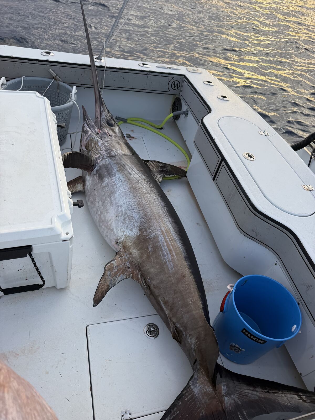 Nice swordfish catch on deck