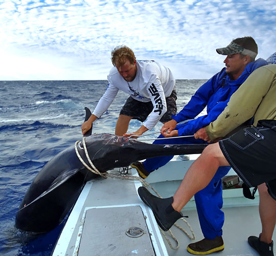 Offshore fishing action